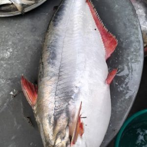 নদীর পাংগাস মাছ