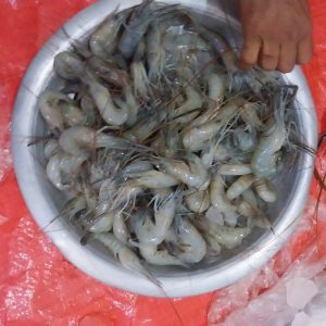 সবজি চিংড়ি