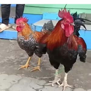 পাহাড়ী মোরগ