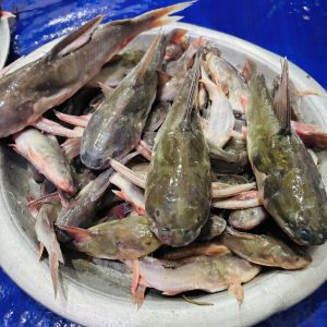 নদীর রিঠা মাছ