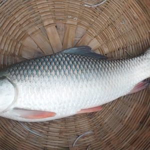 নদীর রুই