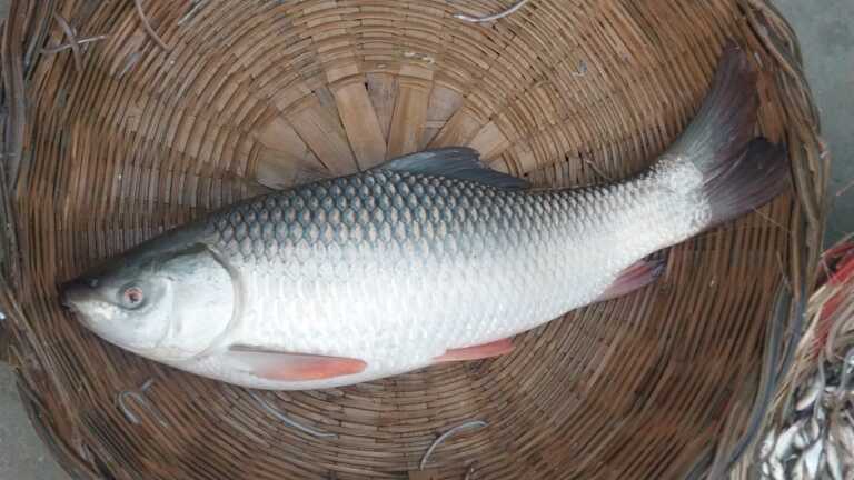 rui-1-mach-3poiser-haat