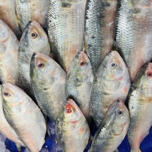 রুপালি ইলিশ