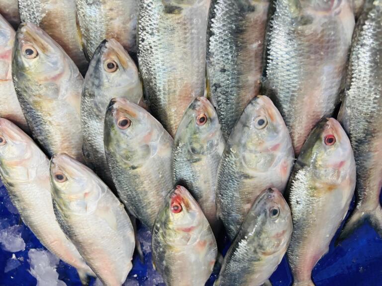 rupali-ilish-mach-1-3poiser-haat-