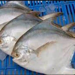 রুপচাঁদা মাছ